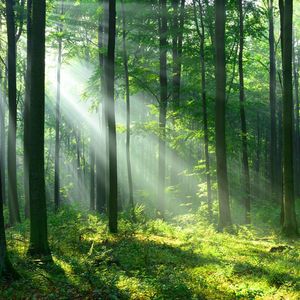 Acheter de la forêt sans avoir à la gérer soi-même, c'est possible, grâce aux groupements forestiers d'investissement (GFI).