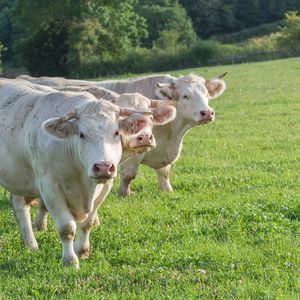 La Saône-et-Loire est notamment connue pour l'élevage de la vache charolaise, dans la région de Charolles.