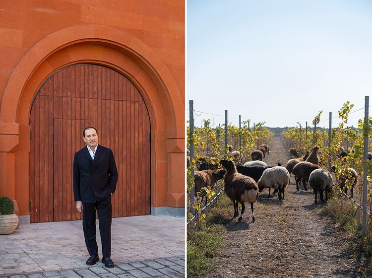 Vahagn Mkrtchyan cofondateur et PDG d'Armenia Wine, mise sur l'oenotourisme. Pour favoriser la biodiversité, les moutons d ésherbent et fertilisent les parcelles.