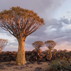 Le Kokerboom, également appelé aloès de Namibie, supporte très mal l'augmentation des températures.