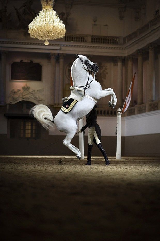 Entraînement à l'école espagnole de Vienne. Ici : le Lipizzan effectue une courbette, une des figures de haute école illustrant l'aboutissement du dressage du cheval de manège.