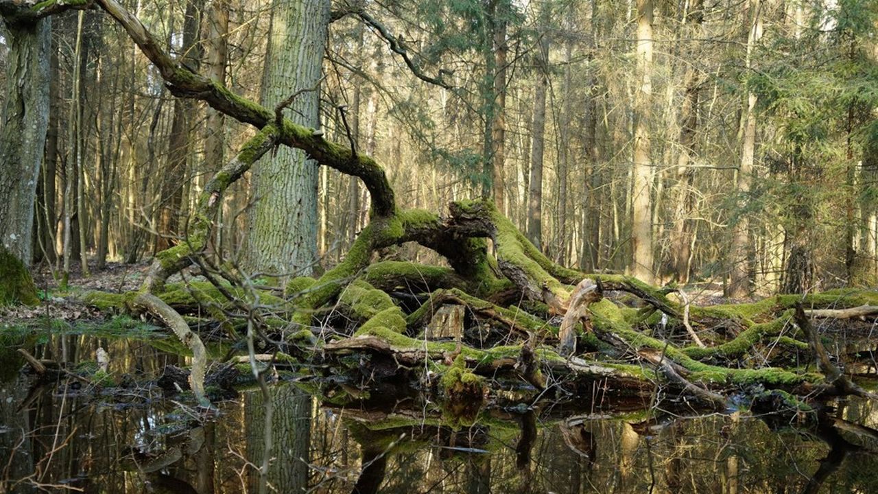 La forêt primaire de Bialowieza (Pologne) est la seule de ce type en Europe.