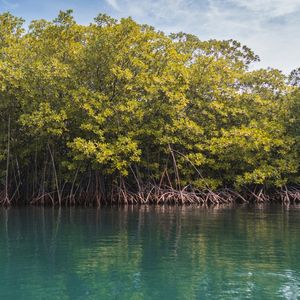 Les mangroves sont désormais considérées comme des « solutions fondées sur la nature » essentielles pour réguler le climat.