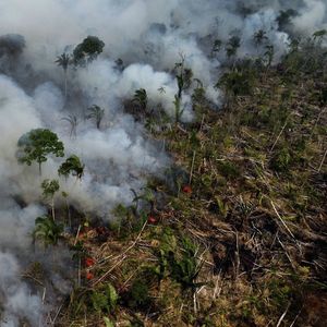 La forêt amazonienne transformée en savane ? Le danger est réel selon des scientifiques.