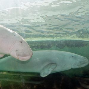 Les dugongs, paisibles cousins des lamantins, sont menacés d'extinction