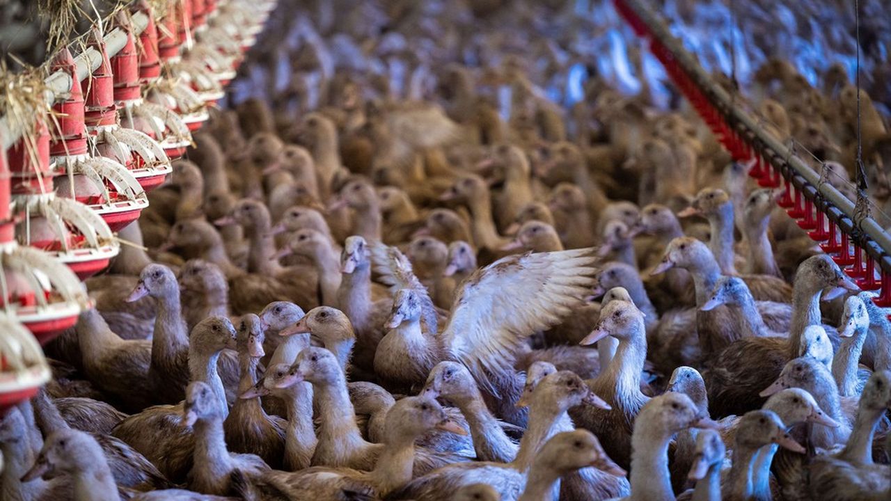 Où en est la fronde anti-foie gras dans le monde ?