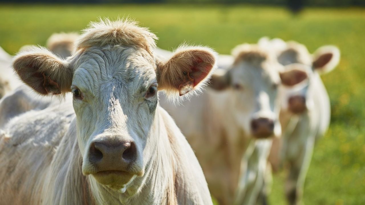 L'Insee confirme dans son compte prévisionnel le repli de la production animale en France (bovins, porcs et volailles).