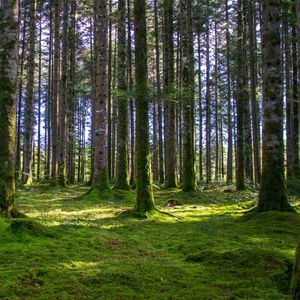 En France 75 % des forêts sont détenues par 3,3 millions de propriétaires privés.