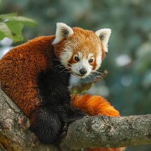 Le panda roux est l'une des espèces menacées de disparition.