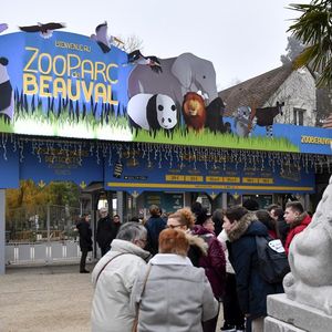 La renommée du zoo de Beauval a été dopée par son couple de pandas prêtés par la Chine.