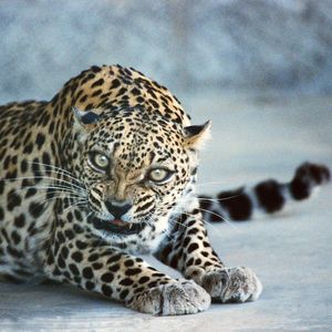 En danger critique d'extinction, le magnifique léopard d'Arabie (photo) fait partie des espèces dont le patrimoine génétique a été conservé dans le tout nouveau « zoo de glace » d'Oman.