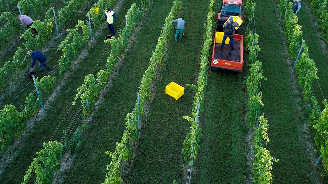 Les rangs de vigne sont très espacés pour garantir un vin de qualité avec des rendements raisonnables.