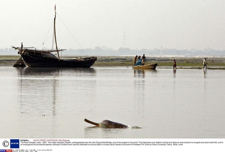 The Ganges dolphin has been listed as a protected species since the 1990s.