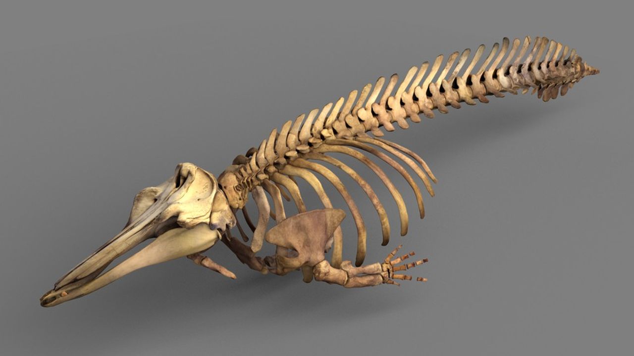 La baleine Bérardie d'Arnoux, collection du Musée Zoologique de Strasbourg.