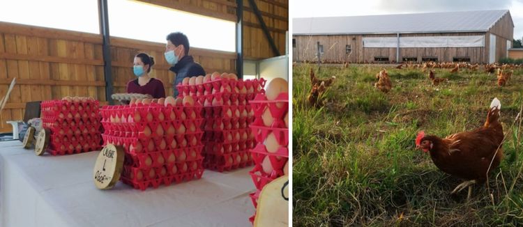 Marine et Adrien Pouxvielh, en couple à la ville et à la ferme, élèvent 1.800 poules rousses sur leurs six hectares de leur domaine d'Esteve.