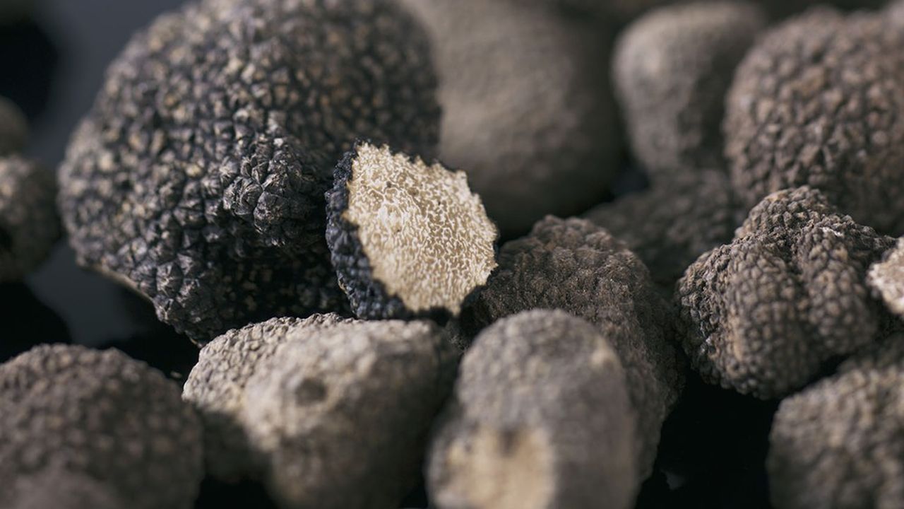 Les producteurs français ne produisent qu'une cinquantaine de tonnes de truffes chaque année.
