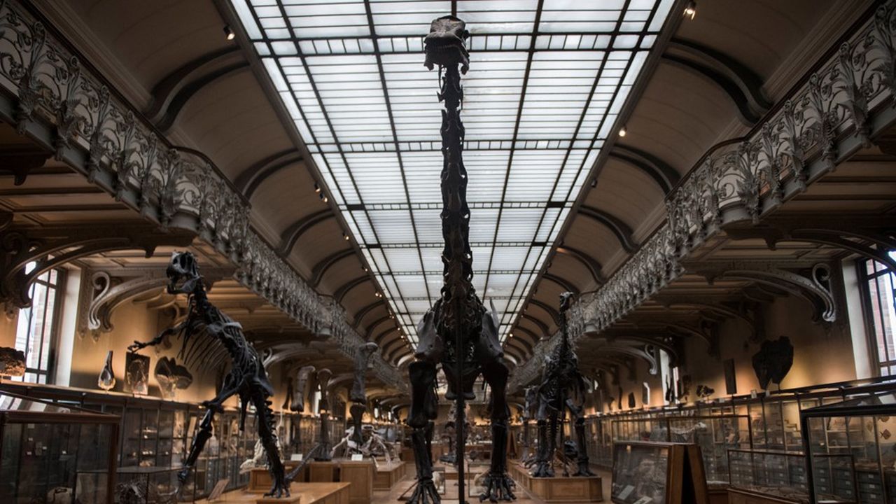 A l'étroit dans ses murs, au jardin des Plantes à Paris, le Muséum d'Histoire Naturelle cherche un lieu pour abriter une partie des 67 millions de spécimens de ses collections.