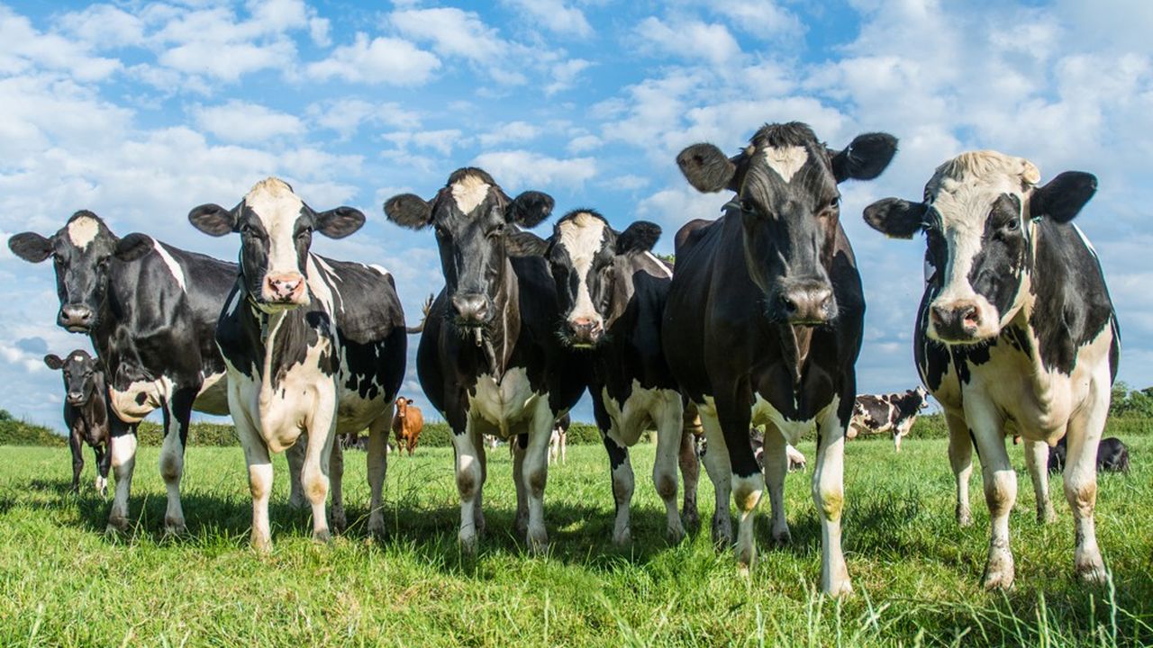 Du lait bio à prix sacrifié au supermarché: faut-il s'inquiéter ?