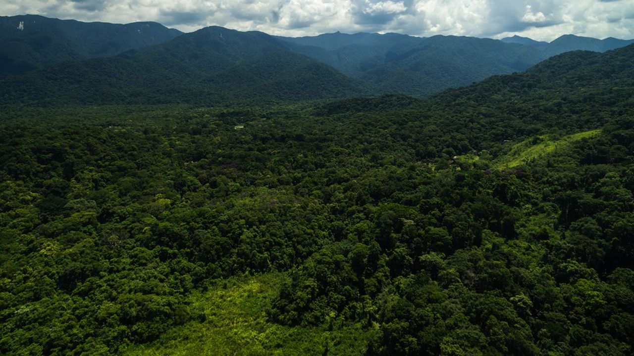 Offsets in the forests  Mouvement Mondial pour les Forêts Tropicales