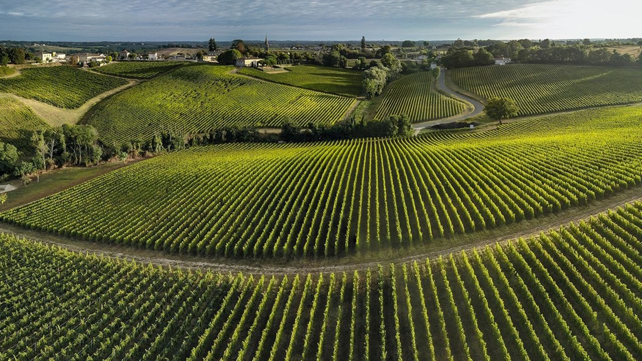 Alors qu'il est en surproduction depuis plusieurs années, la situation est difficile pour le vignoble bordelais.