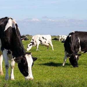 En 2022, entre les hausses actées pour les MDD de produits laitiers et leur application, il est passé entre trois à six mois.