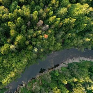 Si la France dispose de l'une des plus grandes forêts d'Europe, le morcellement de la propriété serait un handicap dans une logique d'optimisation de son exploitation.
