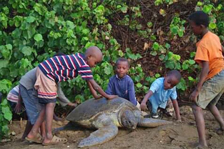 comoros-kids-with-turtle.jpg