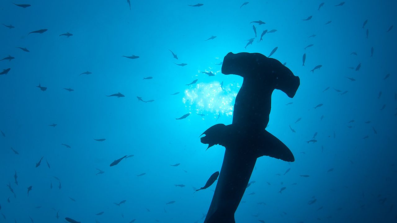 mav-requin-marteau.jpg