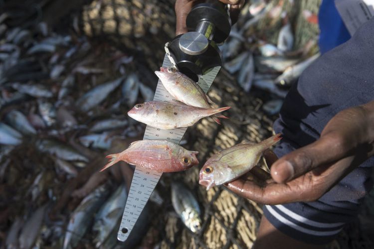 Pêche écoresponsable: Comment bien choisir les poissons - SOSCuisine