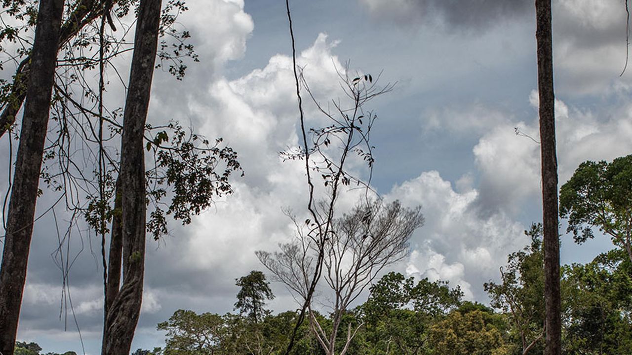 Forêt tropicale : les faits et les chiffres