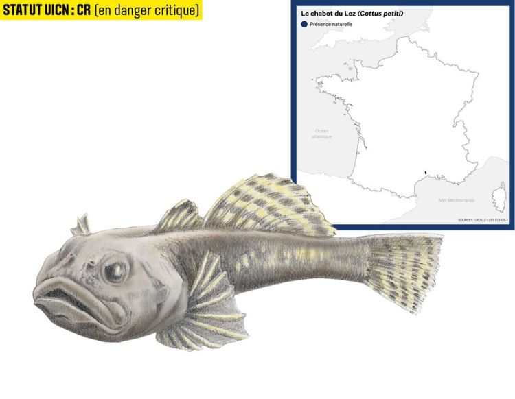 10 espèces de poissons d'eau douce menacées en France