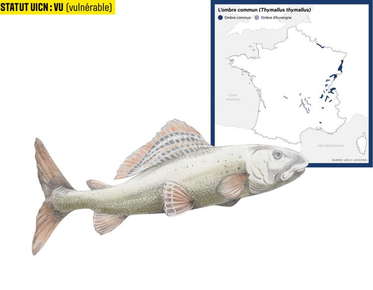Près d'un tiers des poissons pêchés en France font encore partie