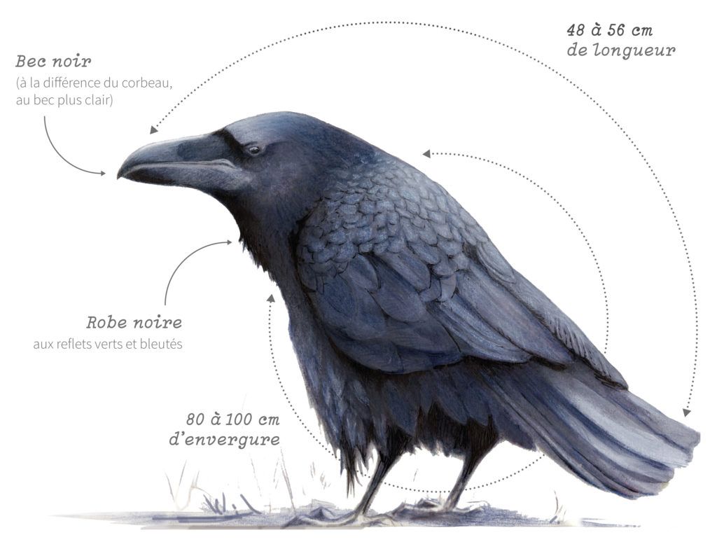 Comment différencier une corneille d'un corbeau ?