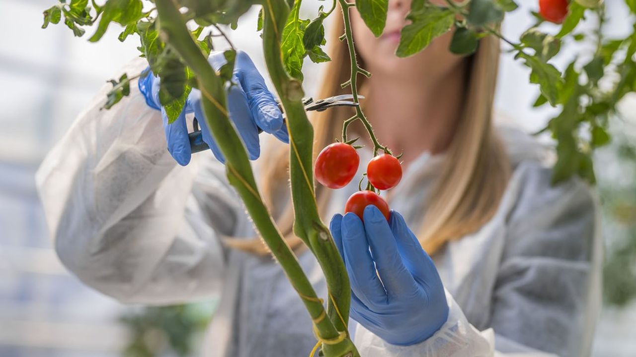 Les chercheurs ont identifié les émissions sonores liées aux stress que peuvent connaître les plants de tomates et de tabac.