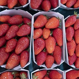 Les producteurs de fraises françaises, qui arrivent en magasin, ne couvrent que la moitié de la consommation.