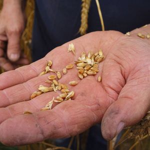 Un agriculteur cultive des variétés anciennes de blé à Orsans, France.