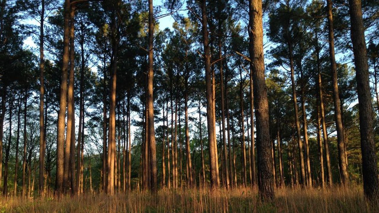 JP Morgan a réalisé l'acquisition de 100.000 hectares de forêts de pins dans le Mississippi en février.