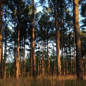 JP Morgan a réalisé l'acquisition de 100.000 hectares de forêts de pins dans le Mississippi en février.