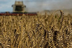 Depuis le début de la guerre en Ukraine, d'importants stocks de céréales se sont accumulés en Pologne, faisant chuter les prix locaux.