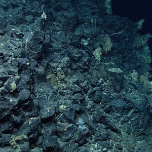 Au cours de l'expédition Voyage to the Ridge 2022, l'équipe de l'Agence océanographique et atmosphérique américaine a observé plusieurs séries de trous sublinéaires dans les sédiments du plancher océanique à une profondeur d'environ 2. 540 mètres.