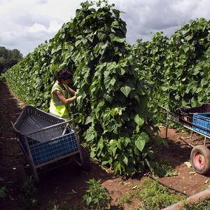 L'agriculture est l'un des secteurs européens à recourir aux migrants comme ici en Espagne dans un champ de haricots avec des ouvriers bulgares, lituaniens et polonais.