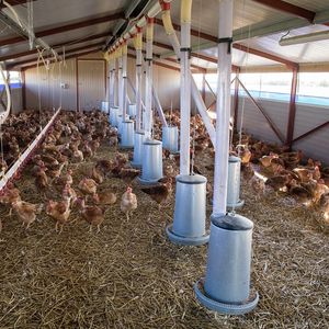 Le poste alimentation pèse plus de 70 % des coûts dans l'élevage de poulets.