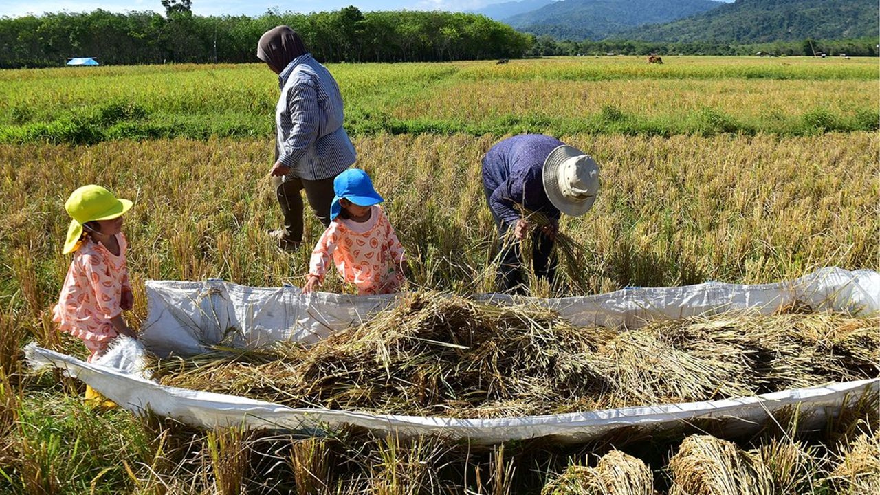 Une rizière de la province de Narathiwat. Le Palang Pracharat promet de distribuer 30.000 bahts (814 euros) à toutes les familles en zones rurales.