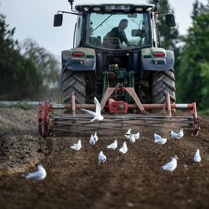 « L'intensification de l'agriculture, en particulier l'usage des pesticides et des engrais, représente la pression principale pour la plupart des déclins de populations d'oiseaux », écrivent les chercheurs.