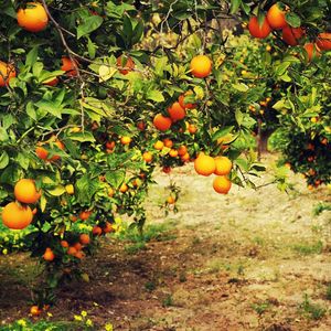 La production d'oranges ne cesse de baisser en Floride, où les cyclones se multiplient.