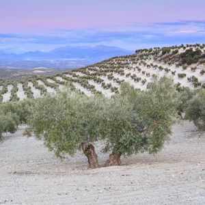 La sécheresse menace les oliveraies de région de Jaen, en Andalousie, qui produisent un tiers de l'huile d'olive de l'Espagne, le leader mondial du secteur.