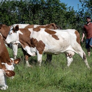 Les vaches dégagent du méthane lors de la digestion.