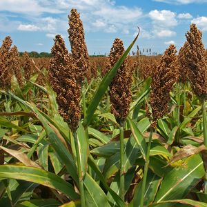 Le sorgho, massivement cultivé en Afrique, apparaît comme la culture miracle pour affronter le réchauffement climatique qui menace l'équilibre de nos latitudes.