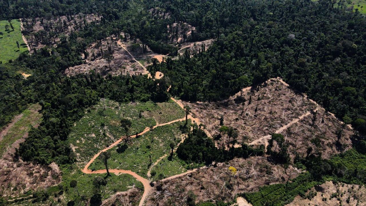 L'Union européenne veut des engagements des pays du Mercosur sur le plan de la déforestation de l'Amazonie pour conclure l'accord commercial entre les deux blocs.