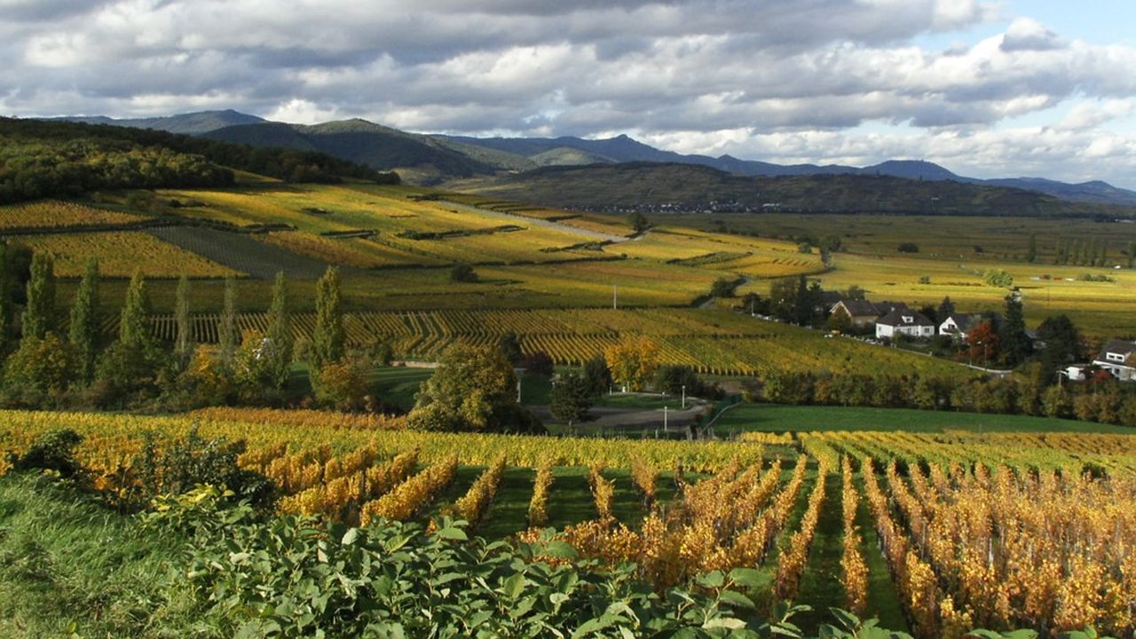 Imaginée en Bourgogne, l'offre Vitibanque est désormais déployée dans l'ensemble des régions viticoles.